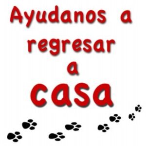 mascotas perdidas 400x400