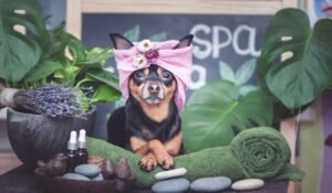 nuevos servicios para mascotas en mexico (1)